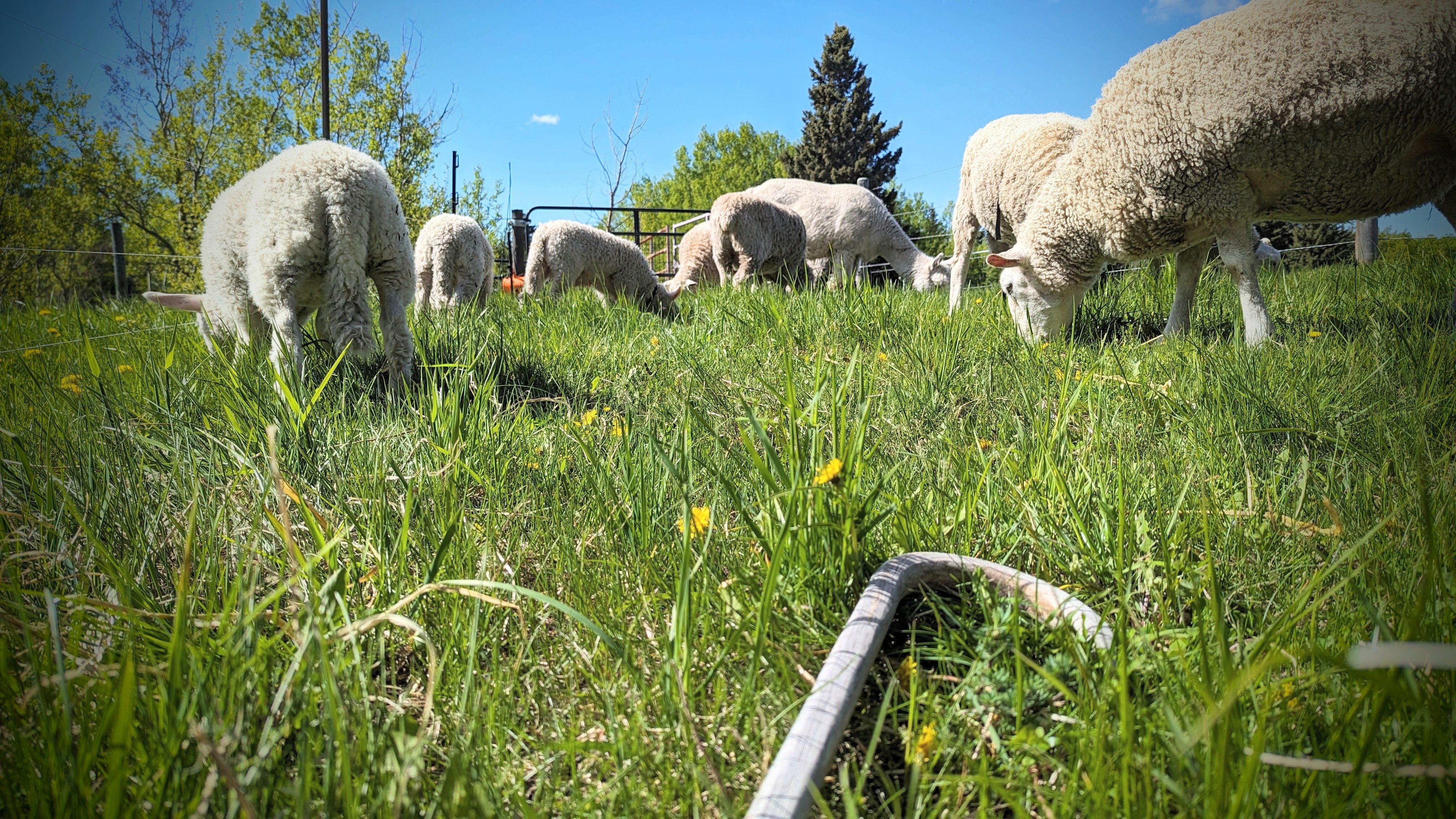 Sheep grazing in the summer sun
