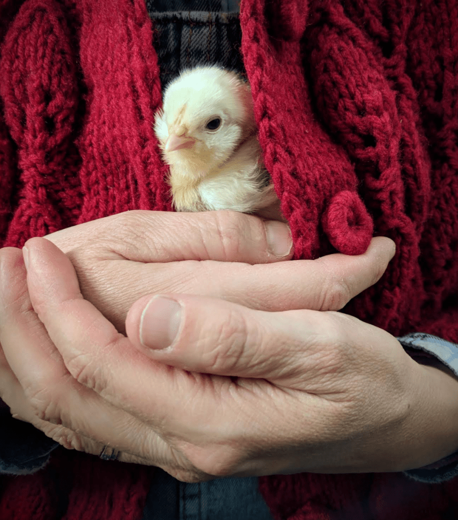 Chick cradled in hands against a red sweater