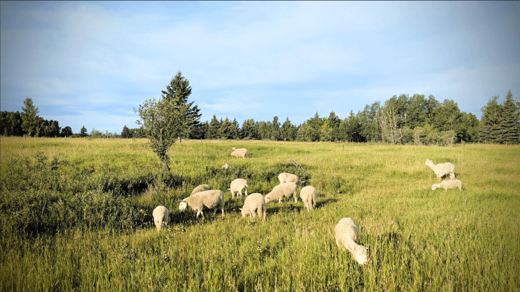 flock of alpacas and sheep grazing peacefully.