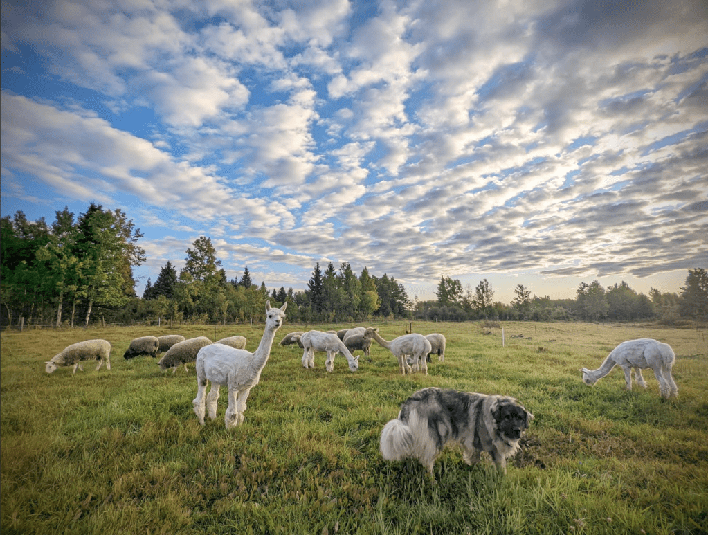 sheep and alpacas grazing calmly in a summer pasture