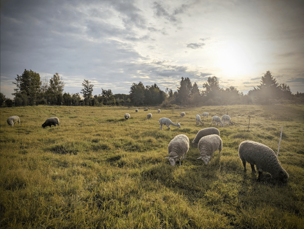 Sheep grazing in a pasture early in the morning