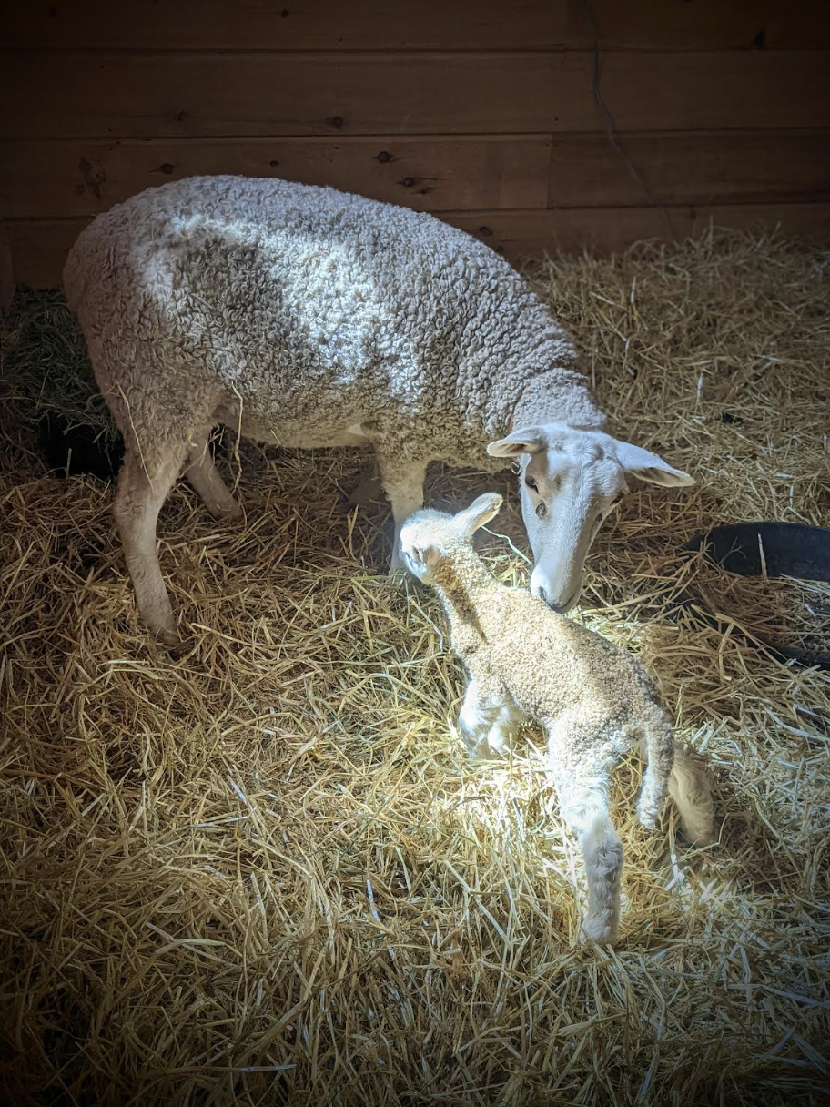 Always Come Down the Mountain – Let’s Try Something&nbsp;Fun.