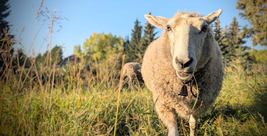 Ewe walking toward the camera