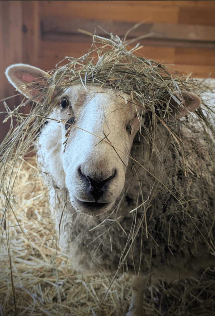 Ewe with hay on her head