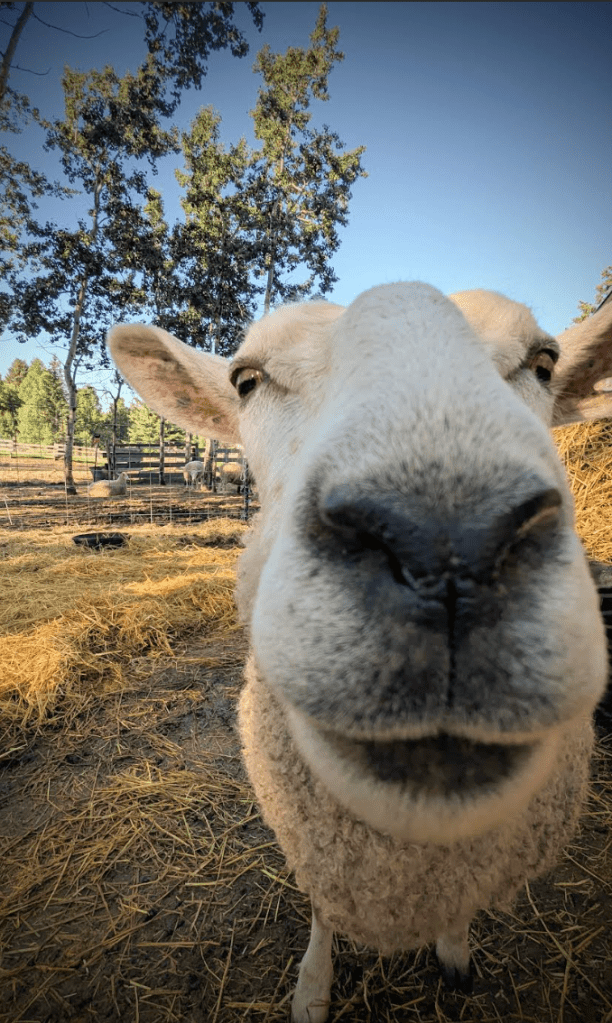 Happy sheep close-up