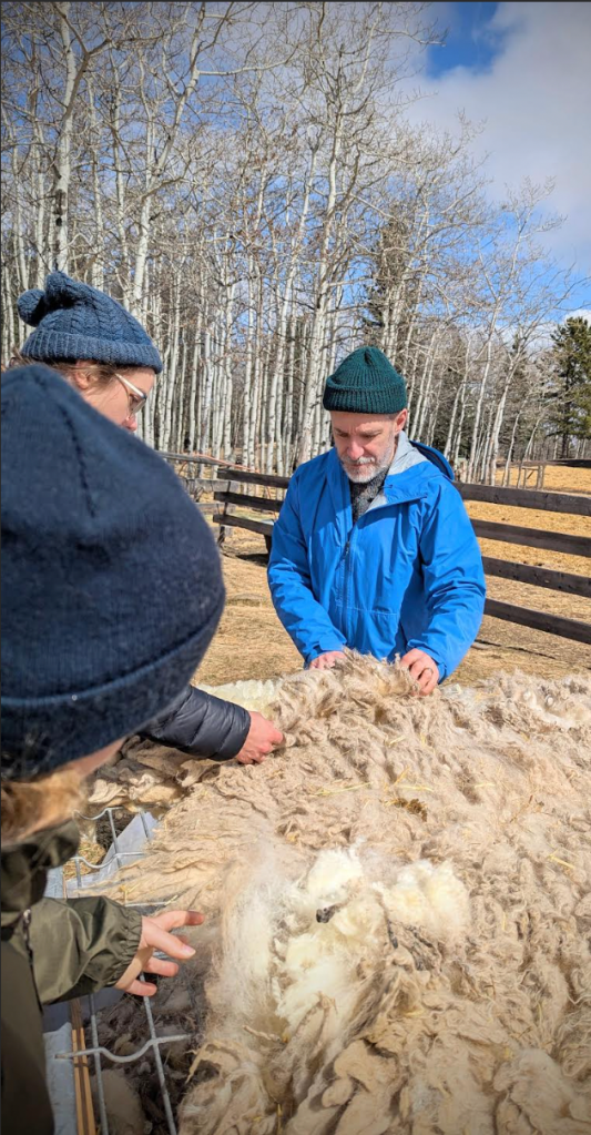 Skirting freshly-shorn fleeces.