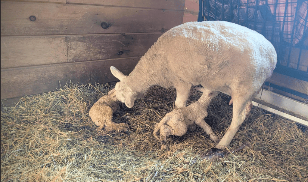 Ewe with newborn lambs