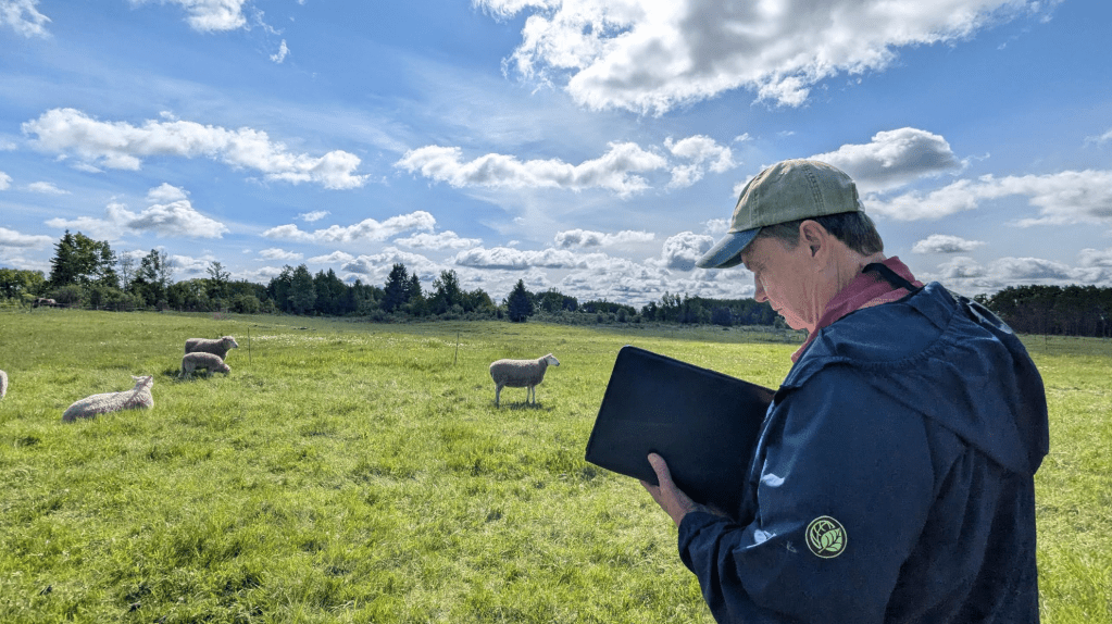 Animal Welfare auditor in the pasture with sheep