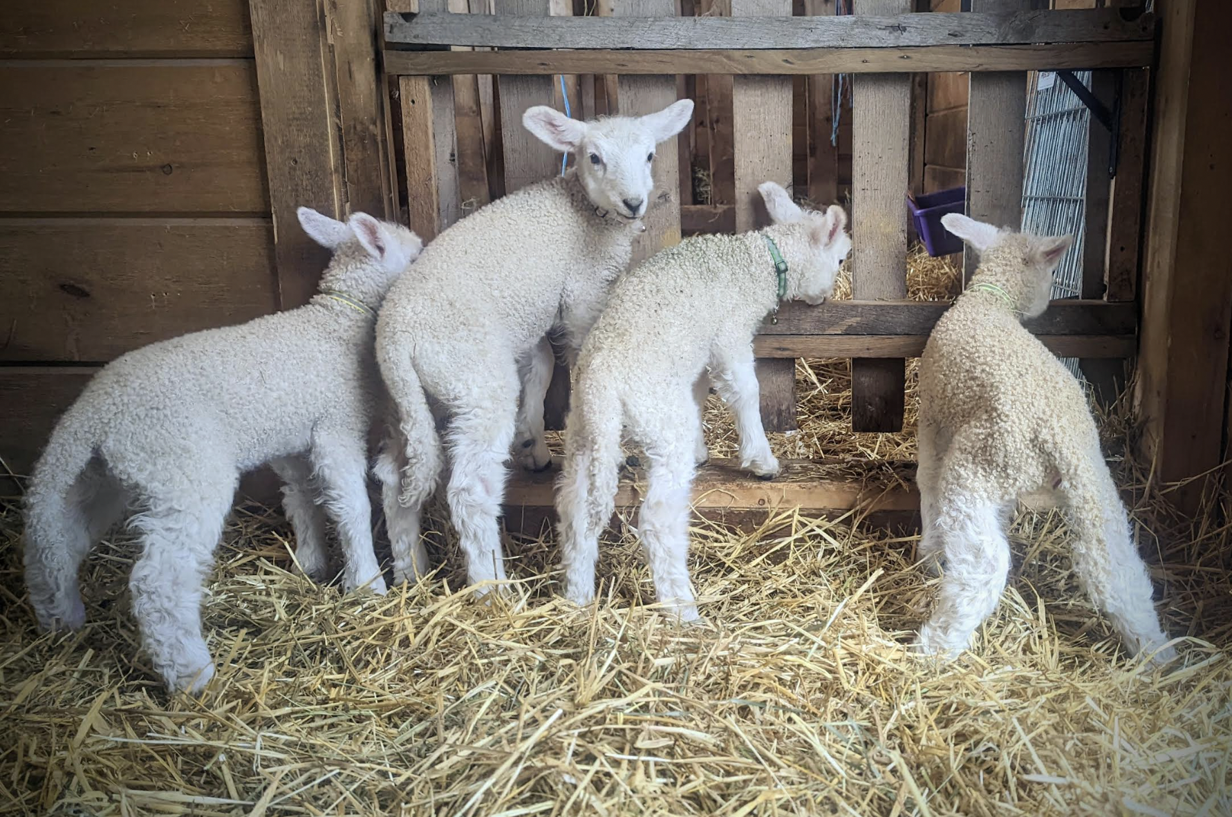 Reading a Hay&nbsp;Analysis