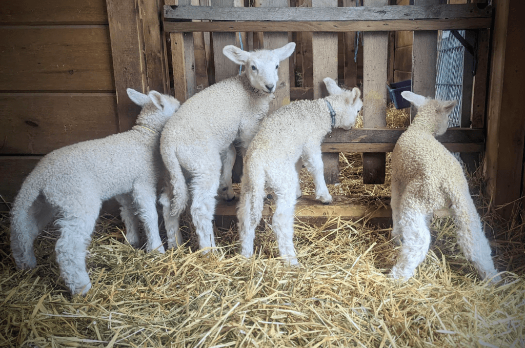 Reading a Hay Analysis