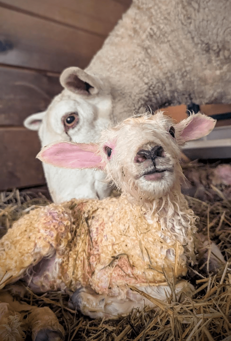 Stewardship in the Straw