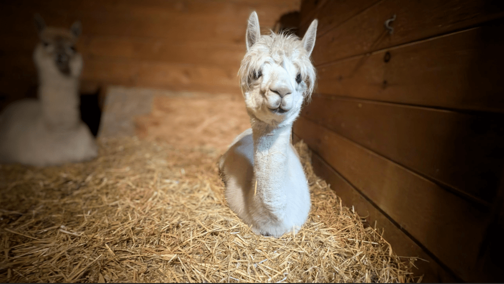 alpaca resting in the straw