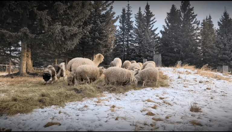 AMP Management: A Pod Case Study