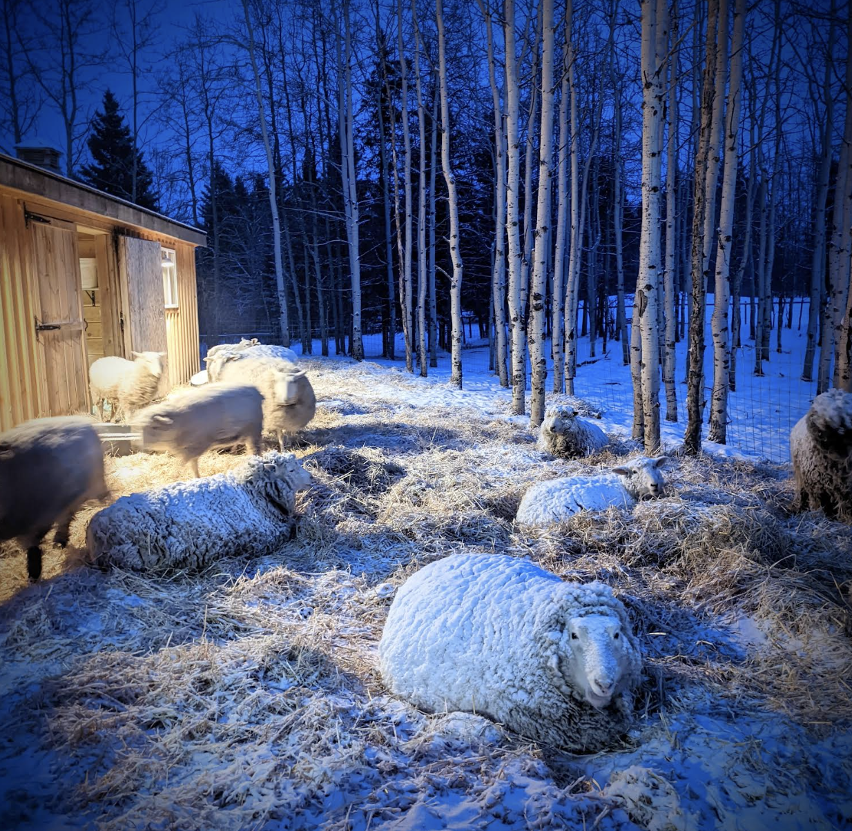 Poor Man’s Fertilizer