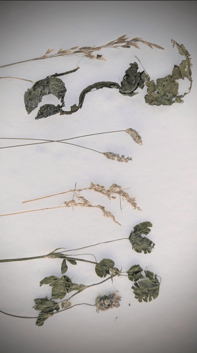 What Hay Can Tell You (with just your eyeballs)