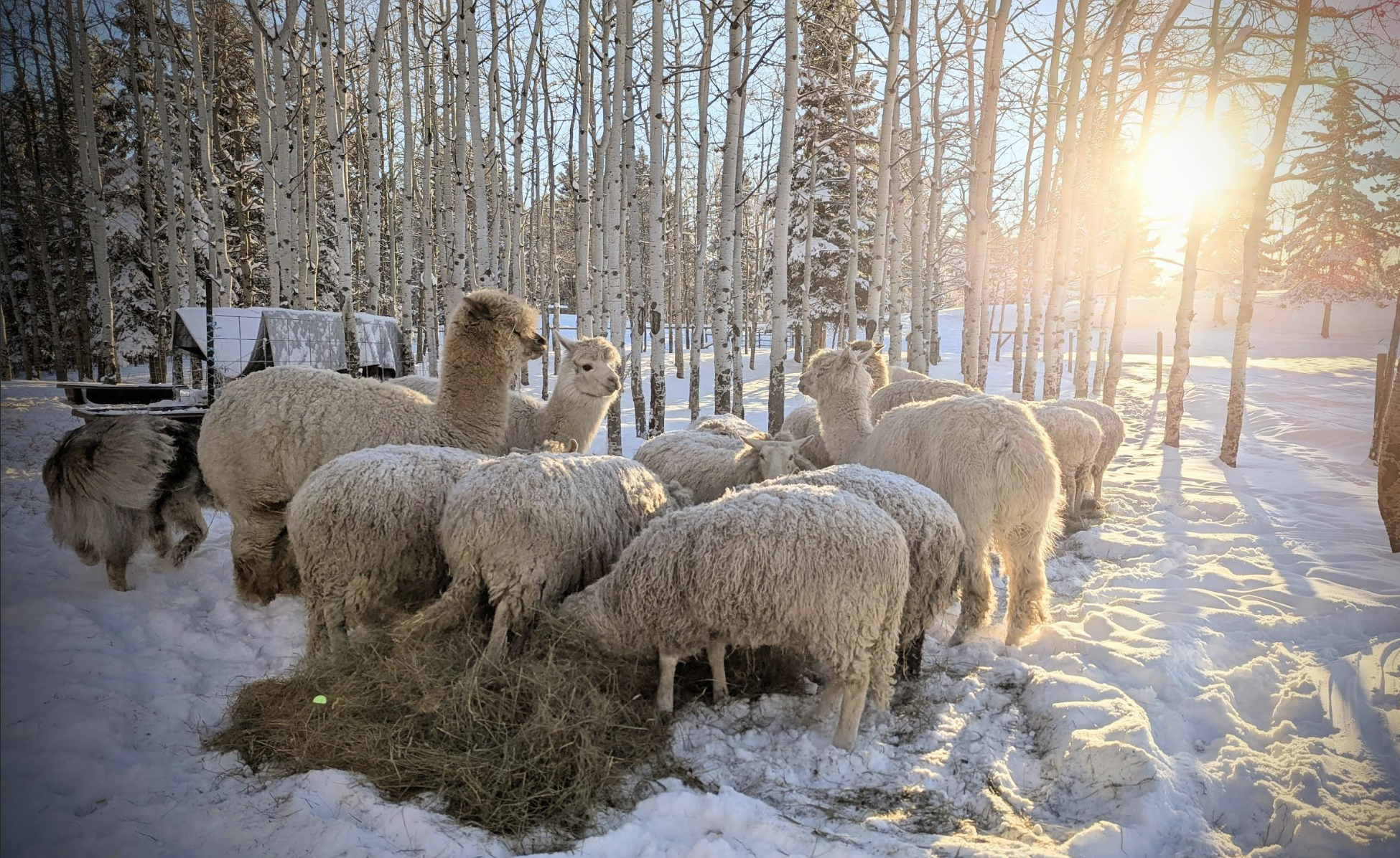 Choosing the Best Feeder For You (Well Actually, For Your&nbsp;Flock)