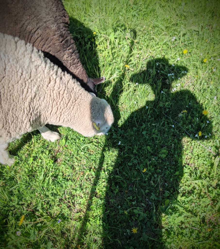 shepherd shadow