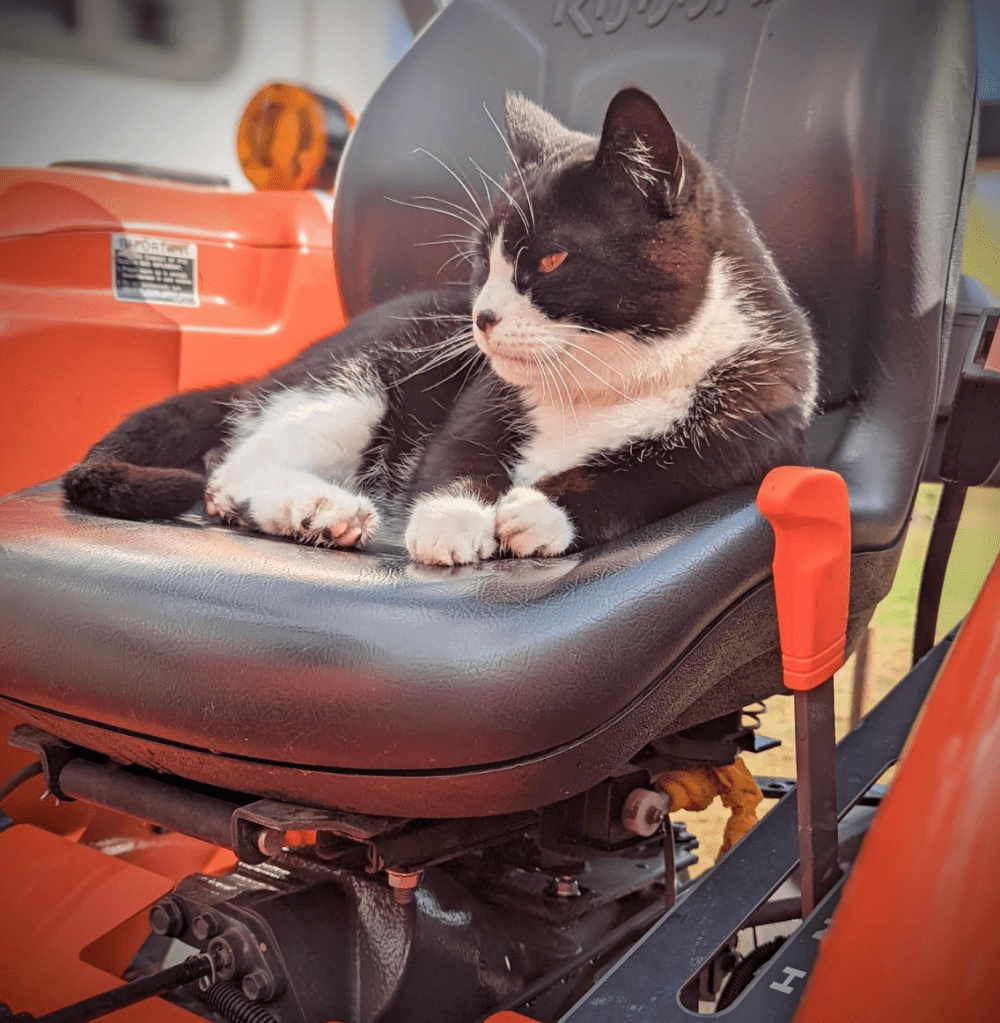 Arthur the cat on a tractor seat