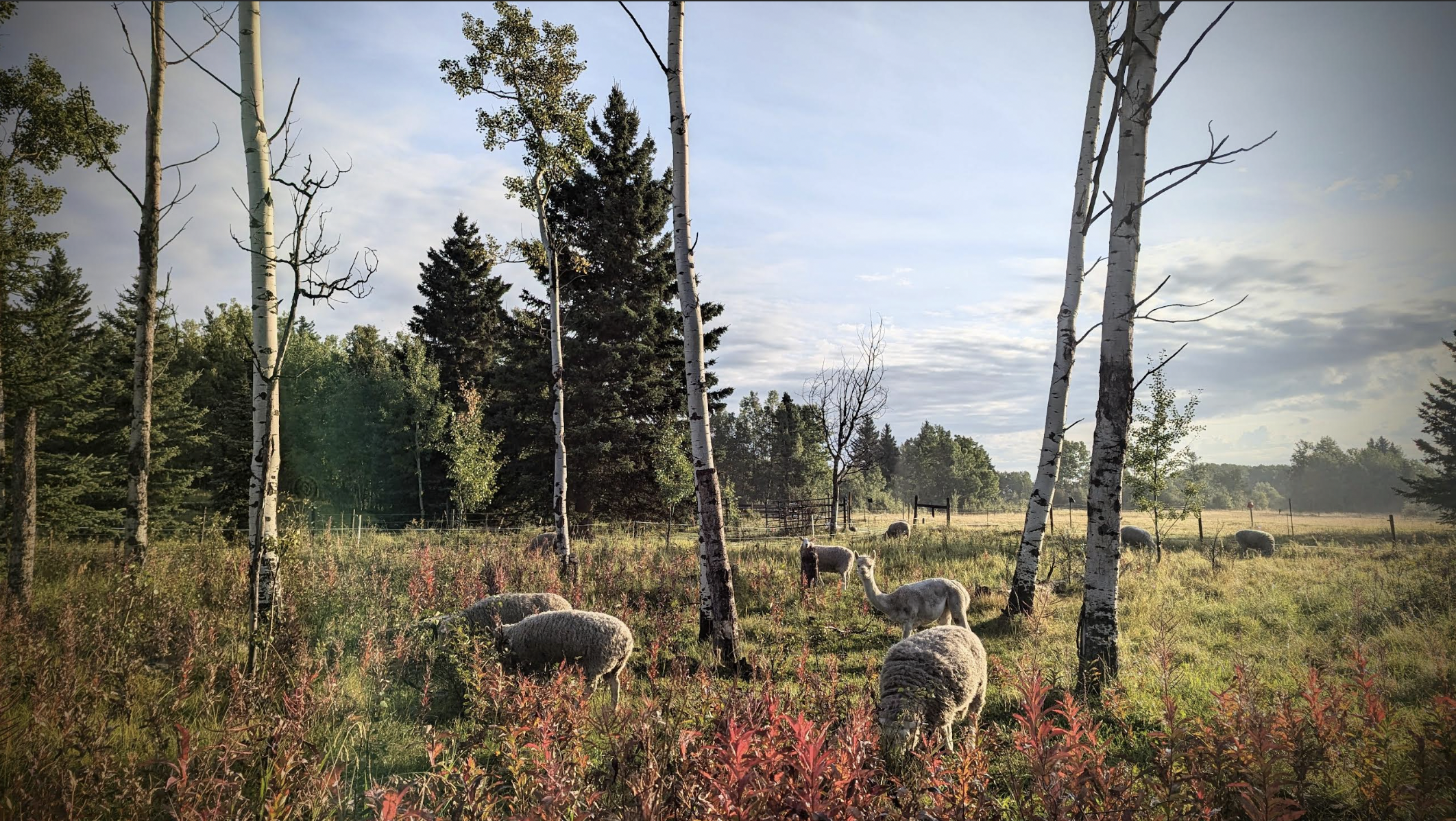 Rewilding vs. Restoration