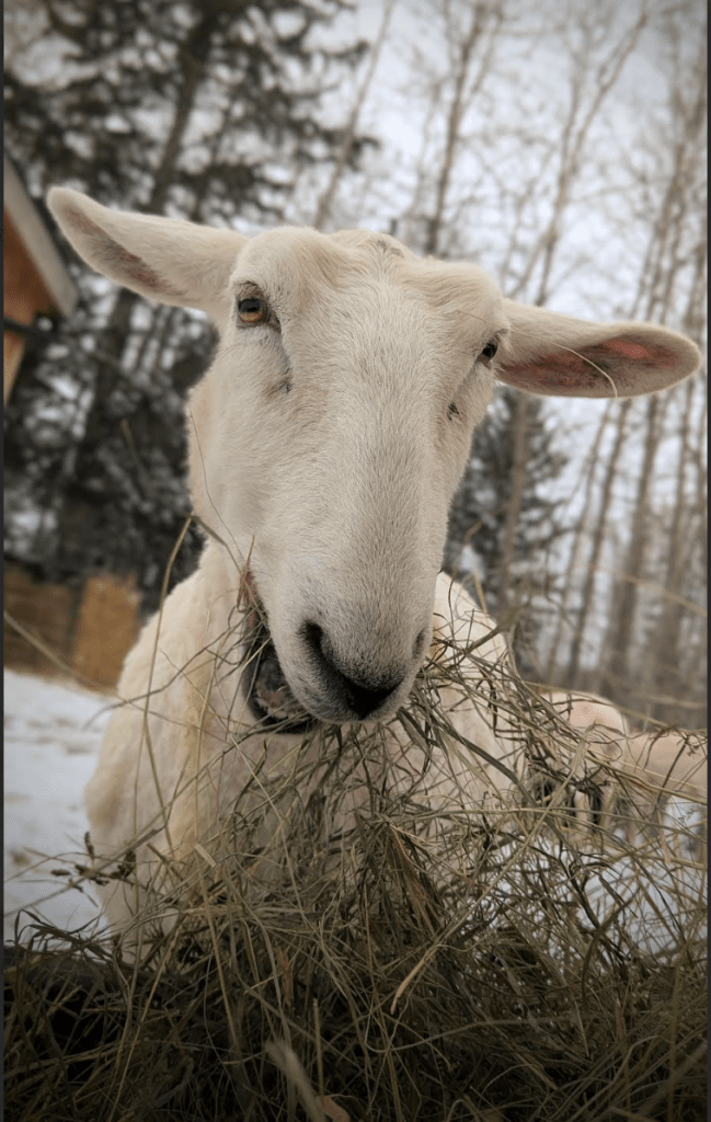 A ewe enjoying her hay