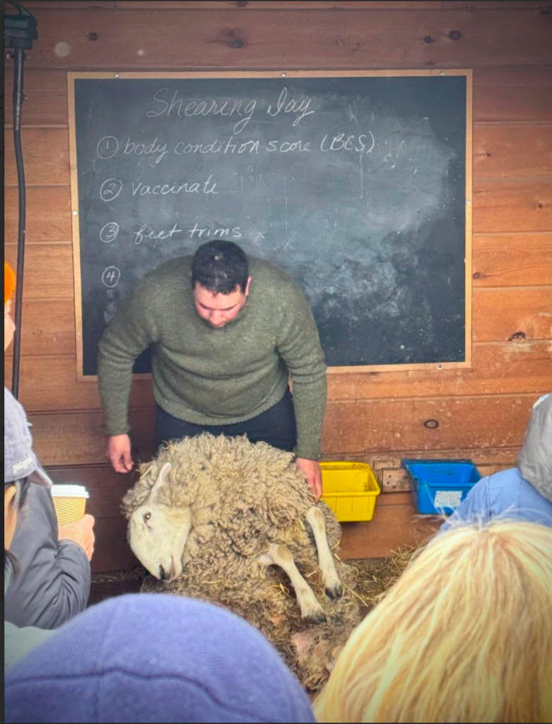 Shearing Day at Providence Lane Homestead 2026