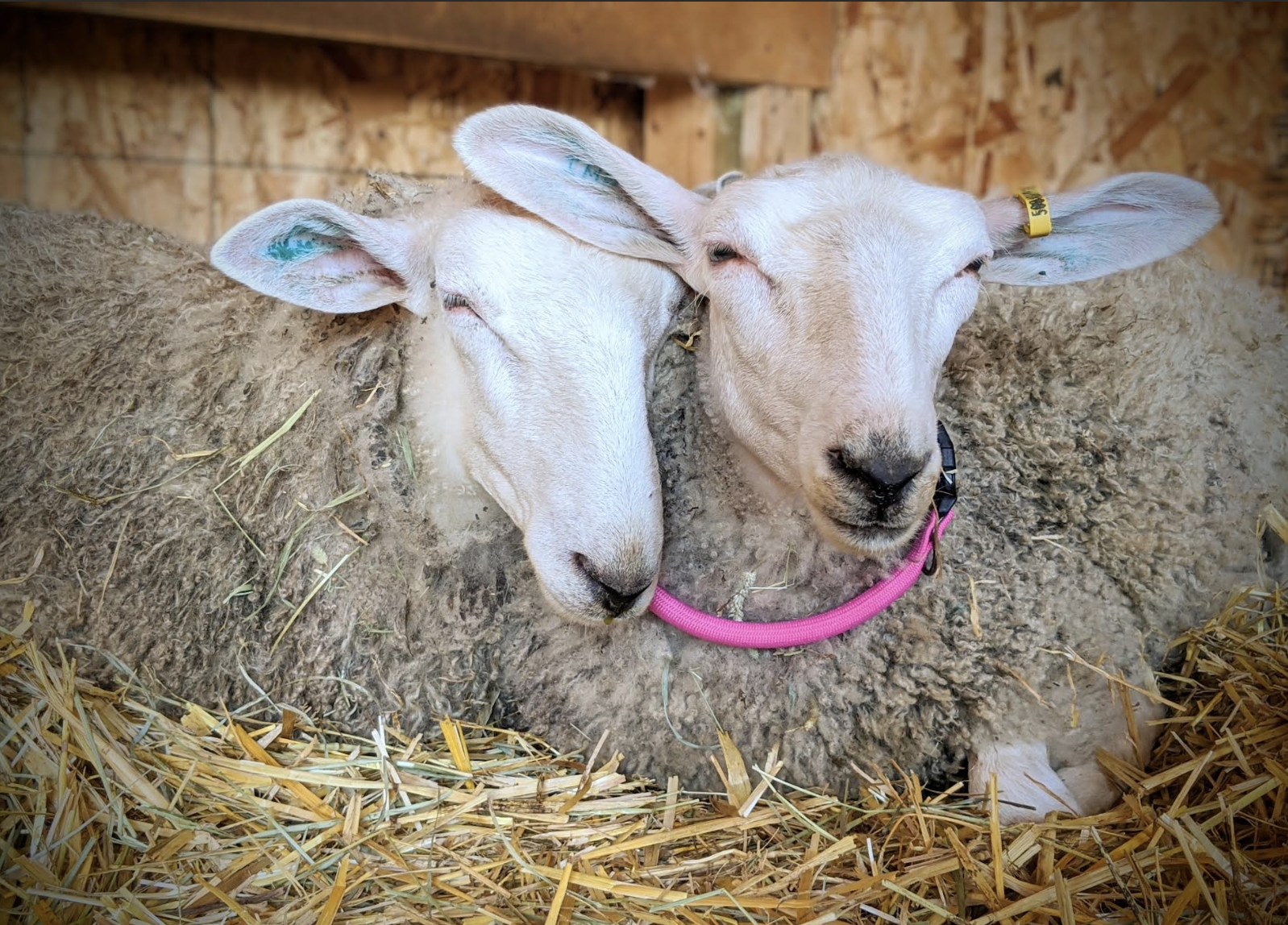 The Story of the&nbsp;Q-Pen