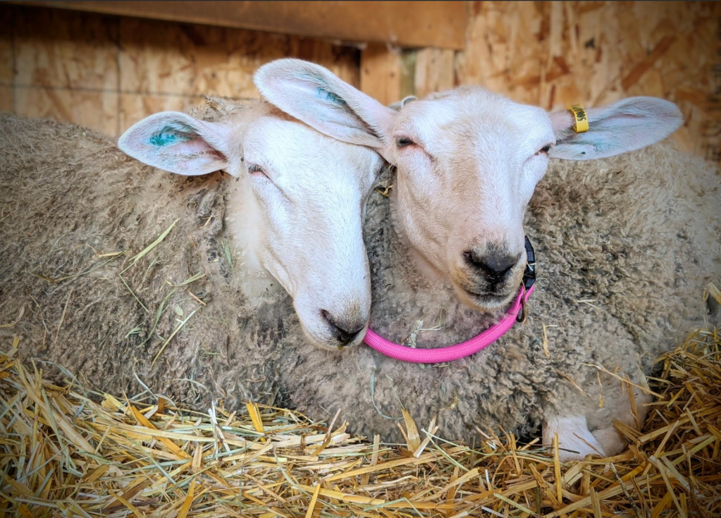 The Story of the&nbsp;Q-Pen