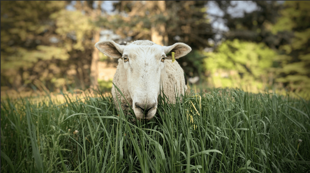 Sheep standing in the tall grass