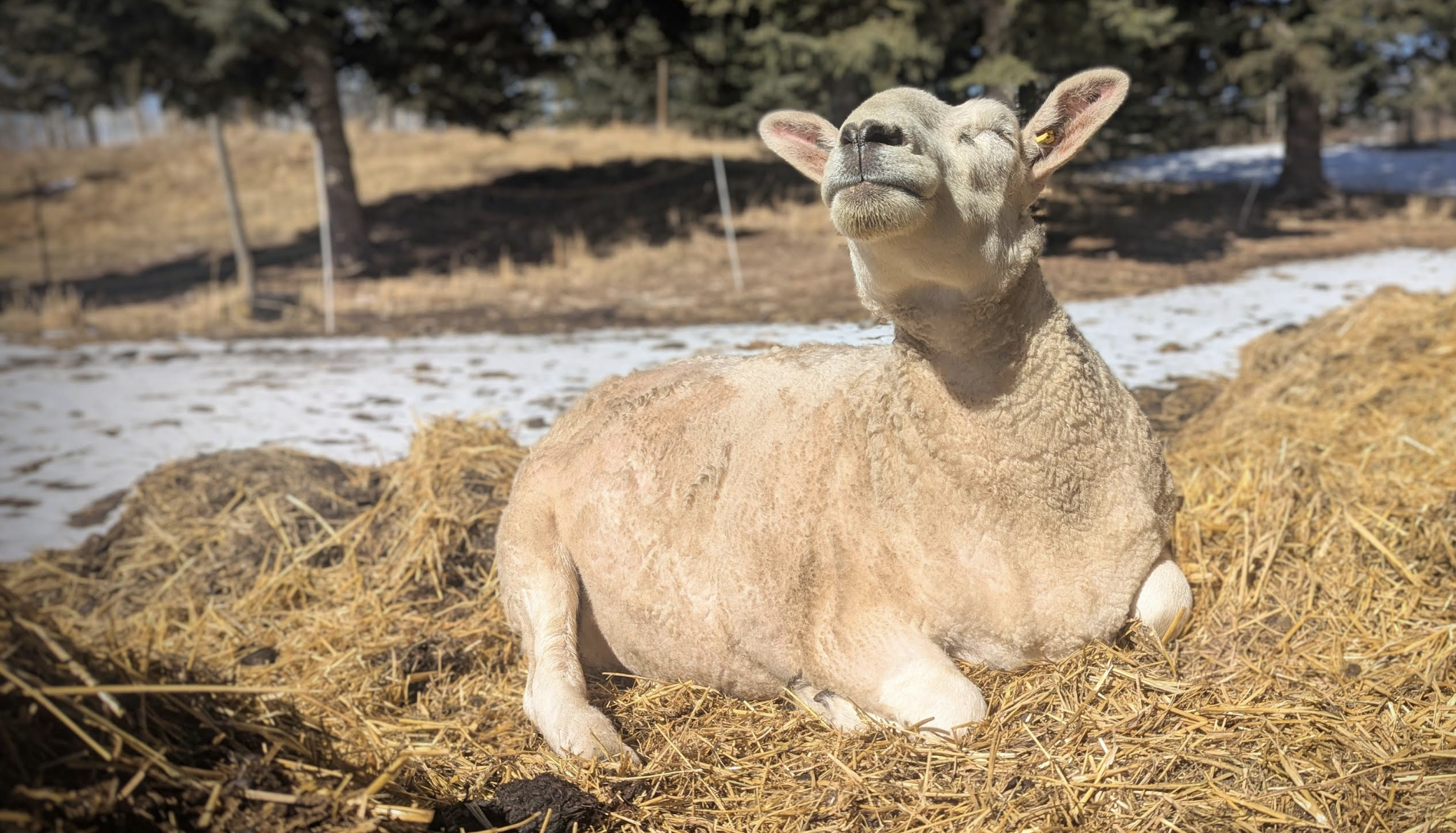 Alberta Updates Animal Welfare&nbsp;Legislation