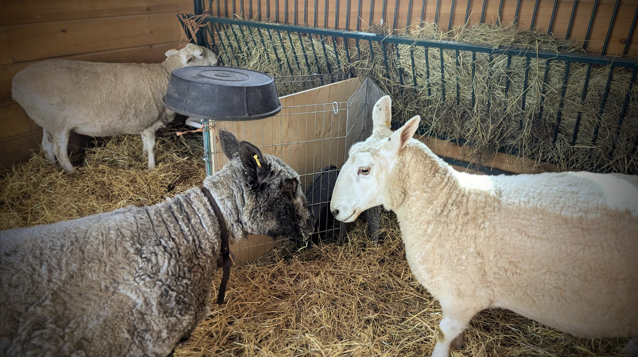 Permaculture Principle No. 4, “Apply Self-Regulation and Accept&nbsp;Feedback”