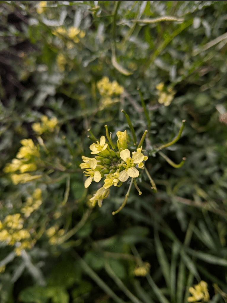 canola