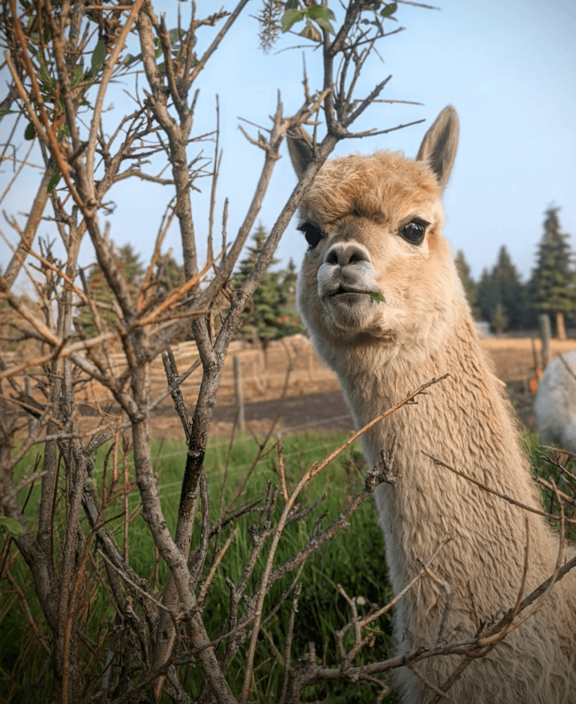 crabby alpaca