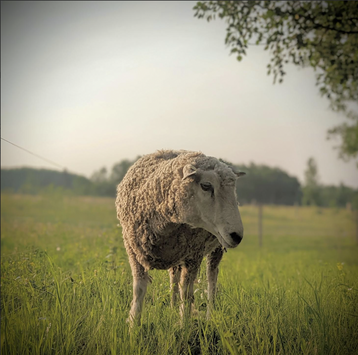 Go-Go-Graze!