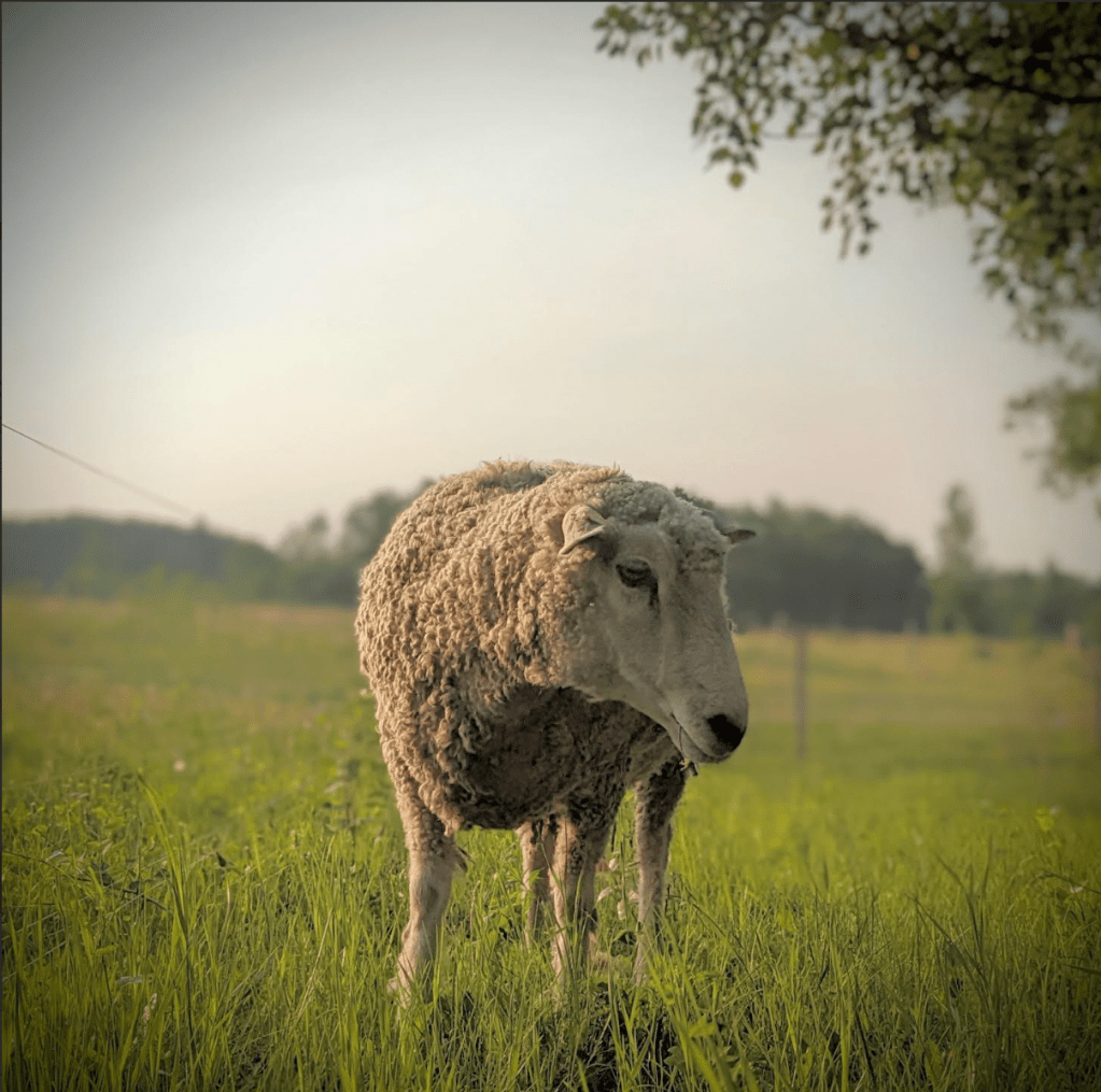 Go-Go-Graze!
