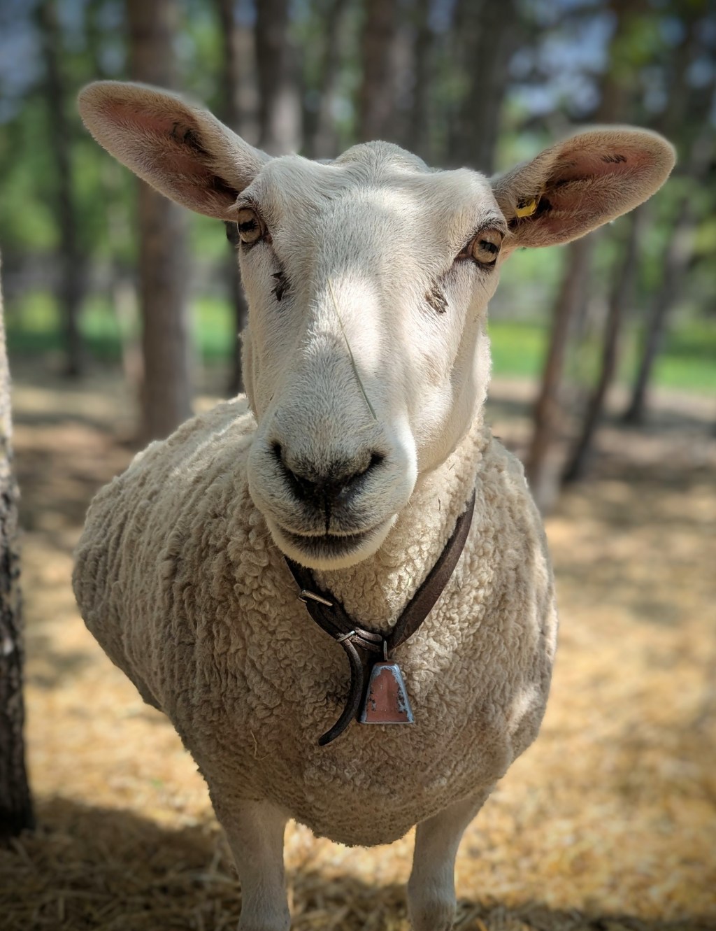 Maude and the Open Bar