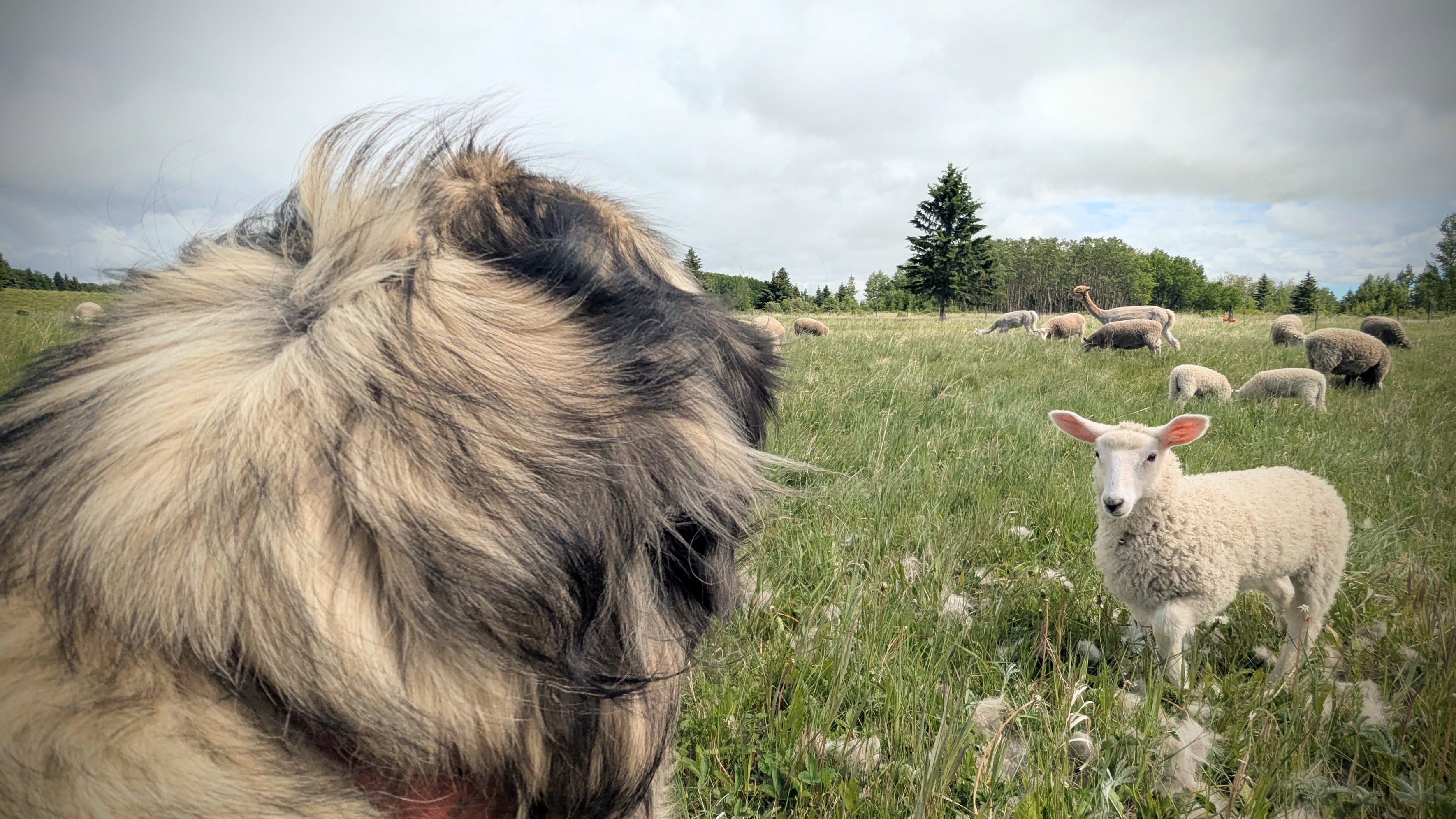 Grazing Glossary